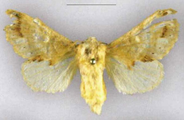 /filer/webapps/moths/media/images/M/myxa_Odontocheilopteryx_PLT_SNHM.jpg
