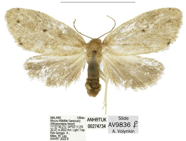 /filer/webapps/moths/media/images/M/mzuzu_Spatulosia_HT_ANHRT.jpg