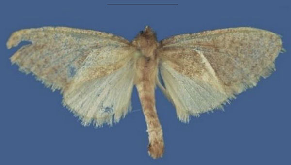 /filer/webapps/moths/media/images/M/mzuzuensis_Lukeniana_PTF_ZFMK.jpg