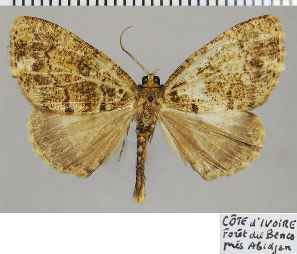 /filer/webapps/moths/media/images/N/nacaria_Xylopteryx_AM_ZSMa.jpg
