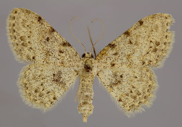 /filer/webapps/moths/media/images/N/nachtigali_Scopula_A_ZSM_01.jpg
