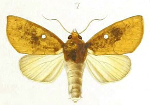 /filer/webapps/moths/media/images/N/nagaloa_Euperia_HT_Mabille_1-7.jpg