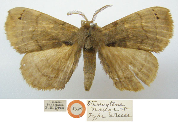 /filer/webapps/moths/media/images/N/nahor_Stenoglene_HT_NHMUKa.jpg