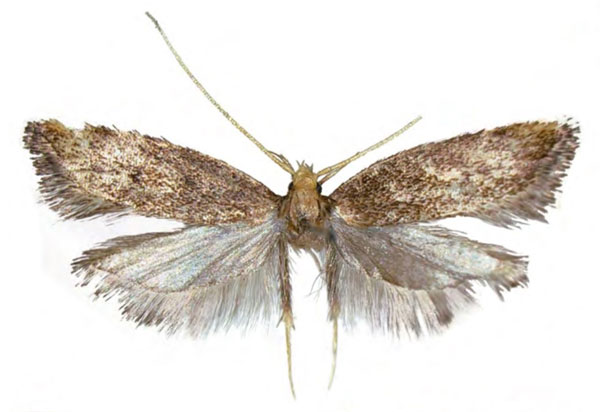 /filer/webapps/moths/media/images/N/nairobiensis_Eridachtha_HT_NHMUK.jpg