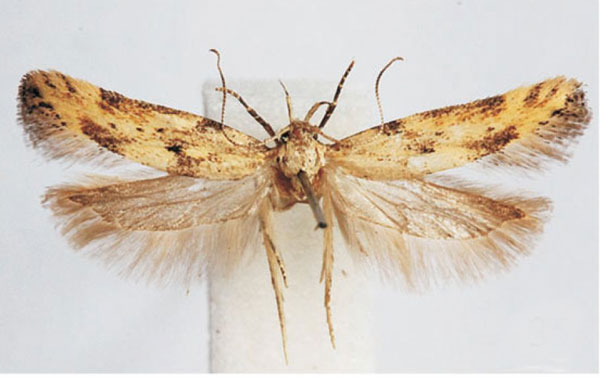 /filer/webapps/moths/media/images/N/nakurensis_Leuronoma_PTF_BMNH.jpg