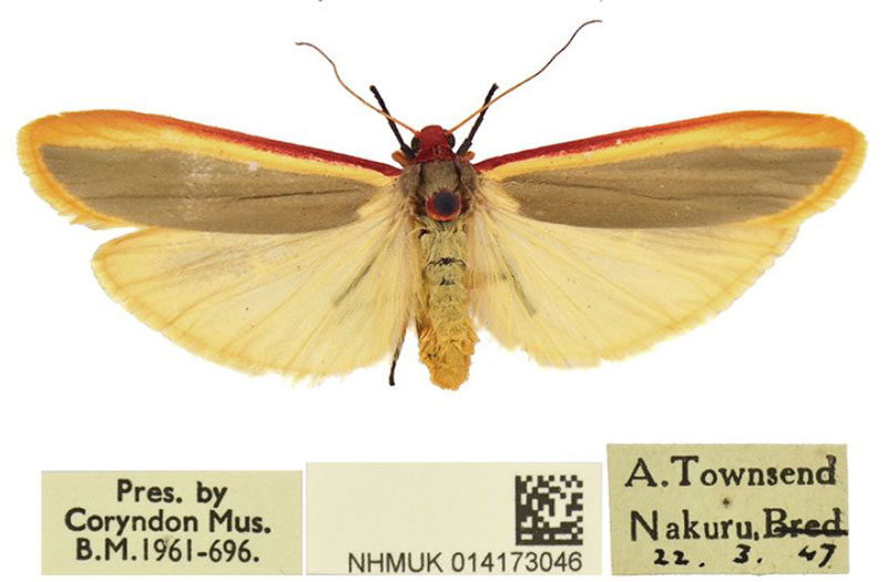 /filer/webapps/moths/media/images/N/nakuru_Birketsmithiola_PTF_BMNH.jpg