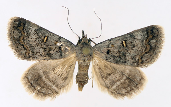 /filer/webapps/moths/media/images/N/namacensis_Acantholipes_AF_TMSA_01.jpg