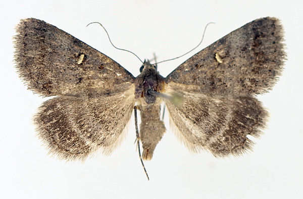 /filer/webapps/moths/media/images/N/namacensis_Acantholipes_AF_TMSA_02.jpg