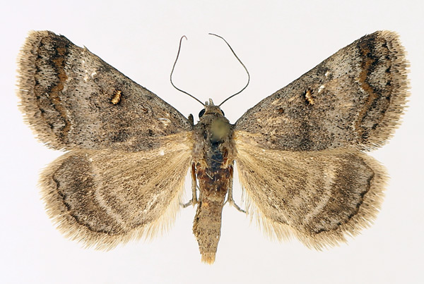 /filer/webapps/moths/media/images/N/namacensis_Acantholipes_AM_TMSA_02.jpg