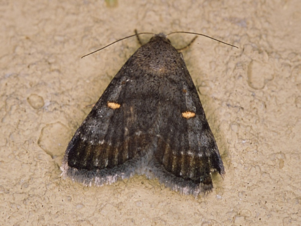 /filer/webapps/moths/media/images/N/namacensis_Acantholipes_A_Roland.jpg
