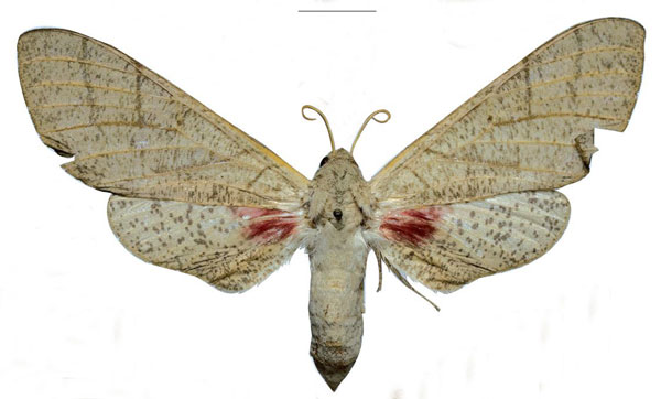 /filer/webapps/moths/media/images/N/namanga_Neoclanis_HT_ZSMa.jpg