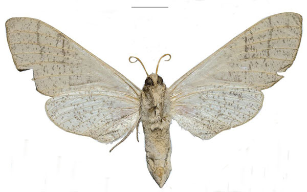 /filer/webapps/moths/media/images/N/namanga_Neoclanis_HT_ZSMb.jpg