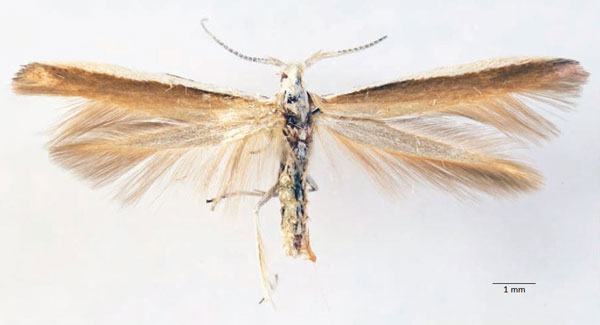 /filer/webapps/moths/media/images/N/namaqua_Coleophora_AF_Kaltenbach.jpg