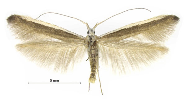 /filer/webapps/moths/media/images/N/namaqua_Coleophora_PTM_ZMHB.jpg