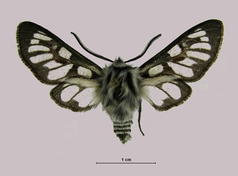 /filer/webapps/moths/media/images/N/namaqua_Epitoxis_HT_MWM.jpg