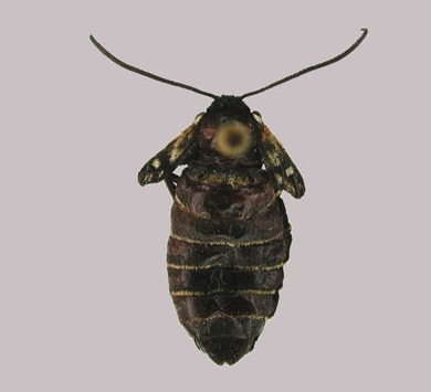 /filer/webapps/moths/media/images/N/namaqua_Epitoxis_PT_MWM.jpg