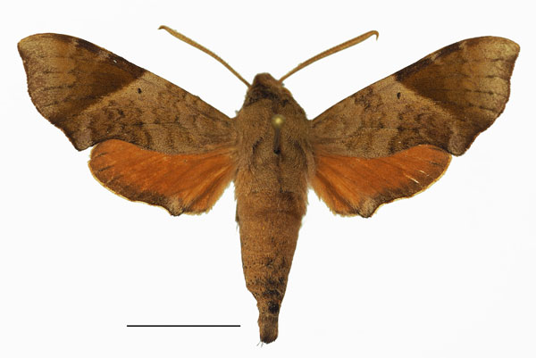 /filer/webapps/moths/media/images/N/namaqua_Temnora_AM_Basquina.jpg