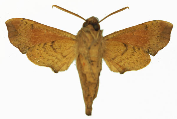 /filer/webapps/moths/media/images/N/namaqua_Temnora_AM_Basquinb.jpg