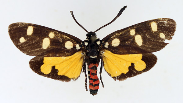 /filer/webapps/moths/media/images/N/namaqua_Zutulba_AF_TMSA.jpg