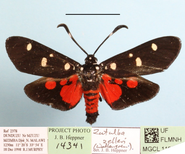 /filer/webapps/moths/media/images/N/namaqua_zelleri_Zutulba_A_MGCLa_01.JPG