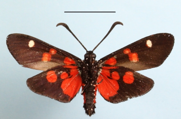 /filer/webapps/moths/media/images/N/namaqua_zelleri_Zutulba_A_MGCLb_01.JPG