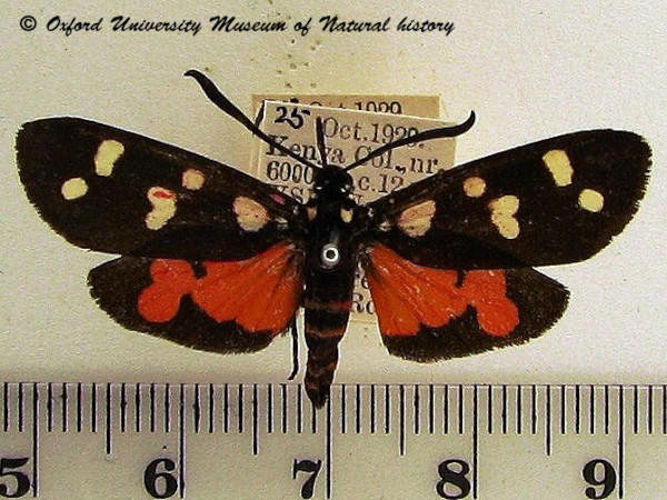 /filer/webapps/moths/media/images/N/namaqua_zelleri_Zutulba_A_OUMNH_01.JPG