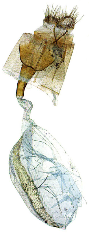 /filer/webapps/moths/media/images/N/namaquana_Udea_GFPT_SDEI.jpg