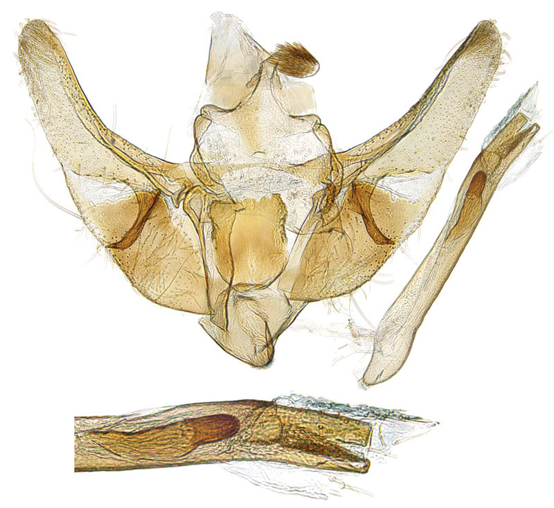 /filer/webapps/moths/media/images/N/namaquana_Udea_GMHT_SDEI.jpg