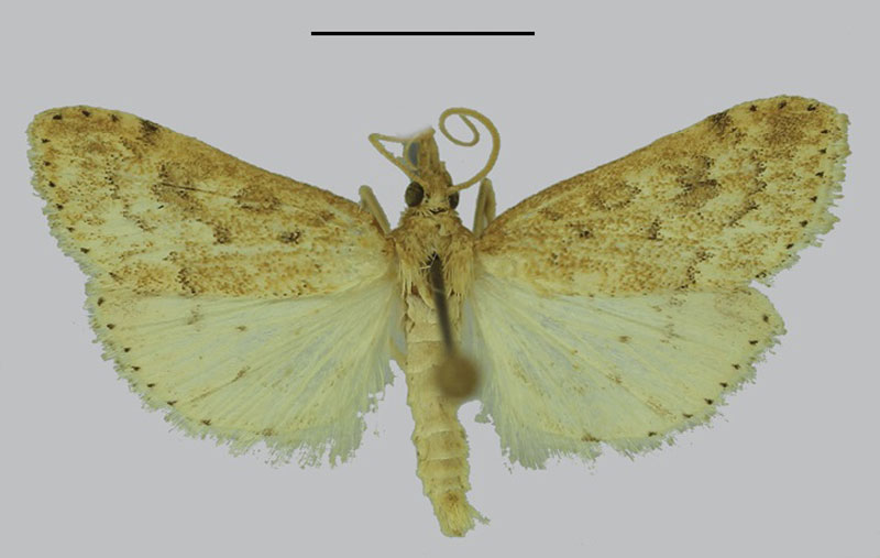 /filer/webapps/moths/media/images/N/namaquana_Udea_HT_SDEI.jpg