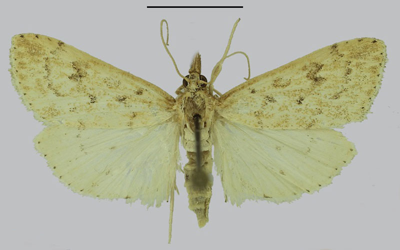 /filer/webapps/moths/media/images/N/namaquana_Udea_PTF_SDEI.jpg
