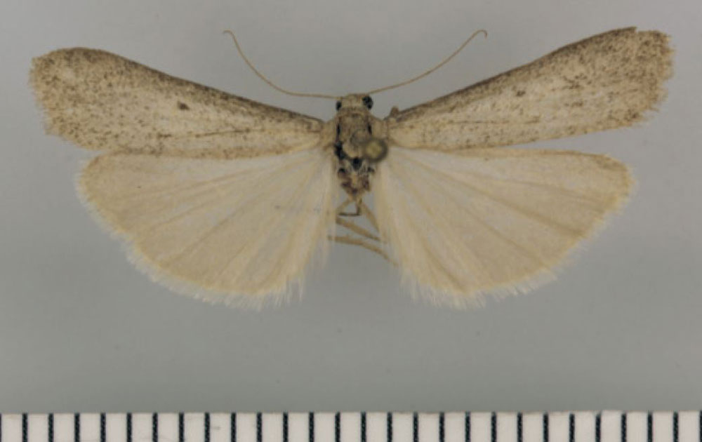 /filer/webapps/moths/media/images/N/namaquense_Entephrilema_HT_Kuhne.jpg