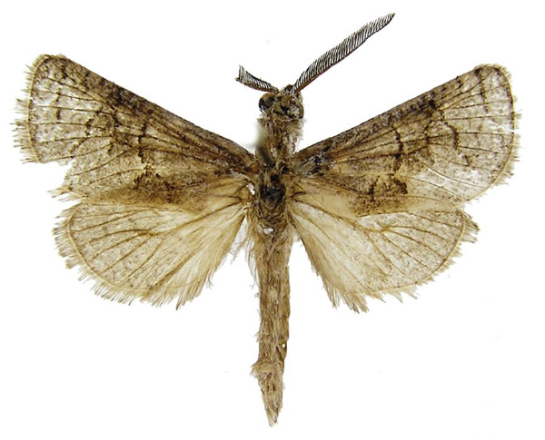 /filer/webapps/moths/media/images/N/namaquensis_Afroarabiella_HT_ZIN.jpg