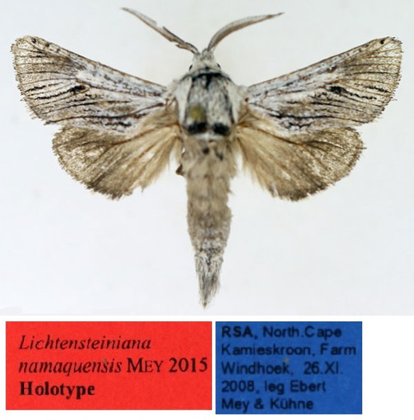 /filer/webapps/moths/media/images/N/namaquensis_Arctiocossus_HT_TMSA.jpg