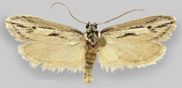 /filer/webapps/moths/media/images/N/namella_Ethmia_PT_ZHMB_01.jpg