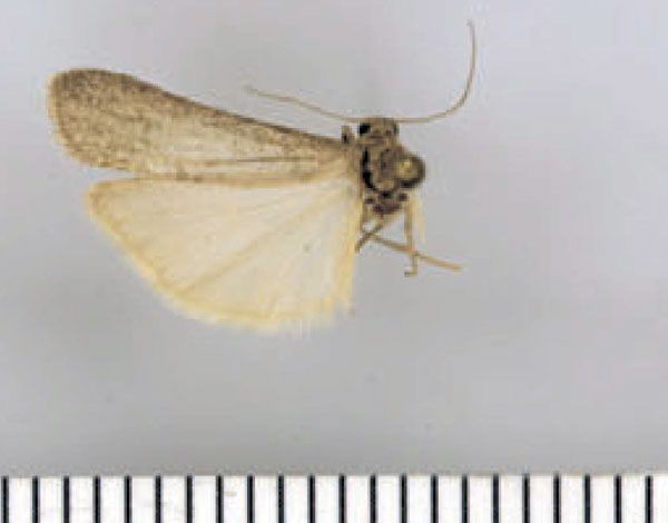 /filer/webapps/moths/media/images/N/namibiense_Entephrilema_AM_ZMHB.jpg