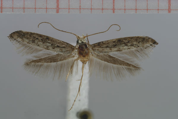 /filer/webapps/moths/media/images/N/namibiensis_Zelleria_HT_NMNW.jpg