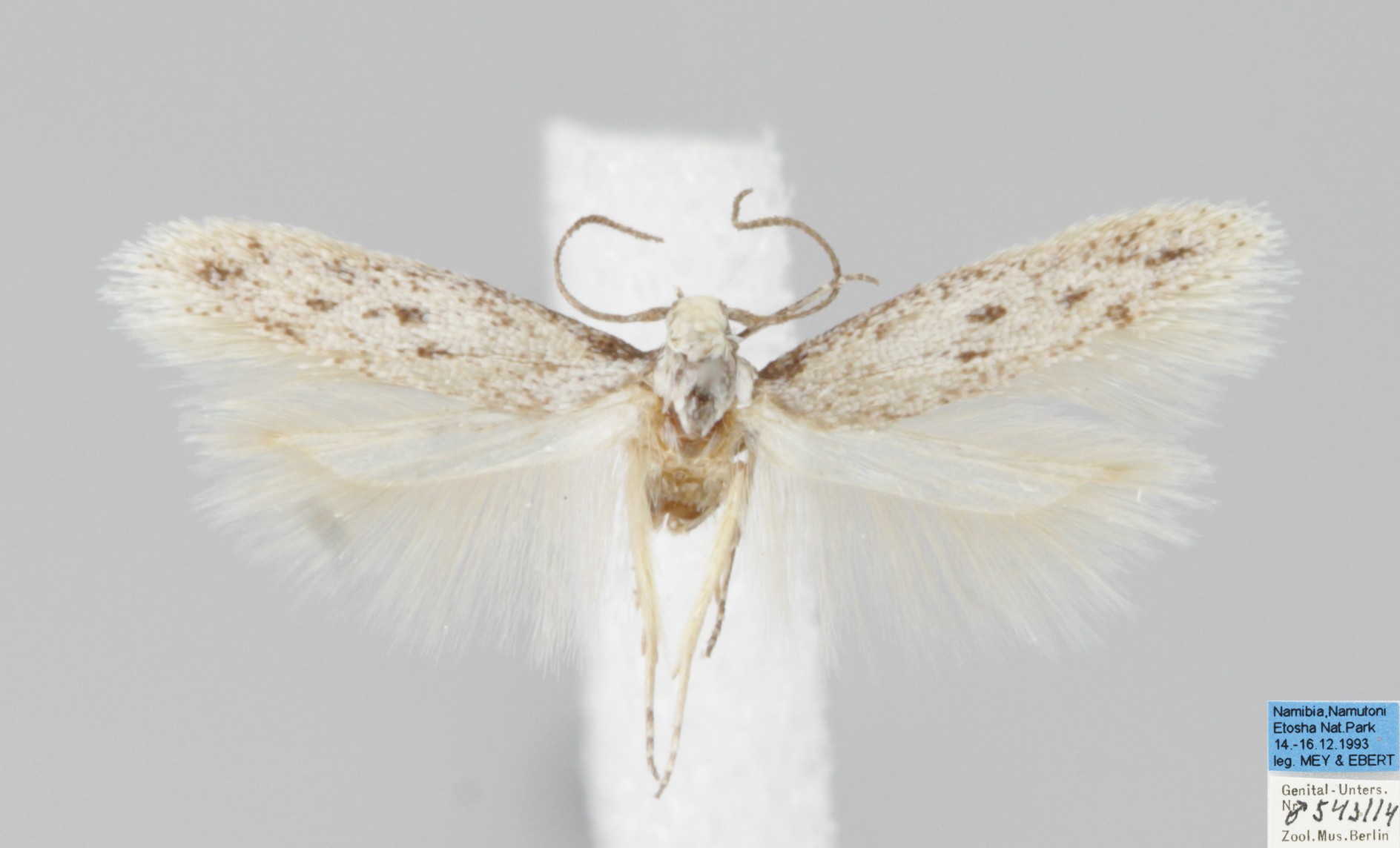 /filer/webapps/moths/media/images/N/namibiensis__Bantuella_MHT_MfN.jpg