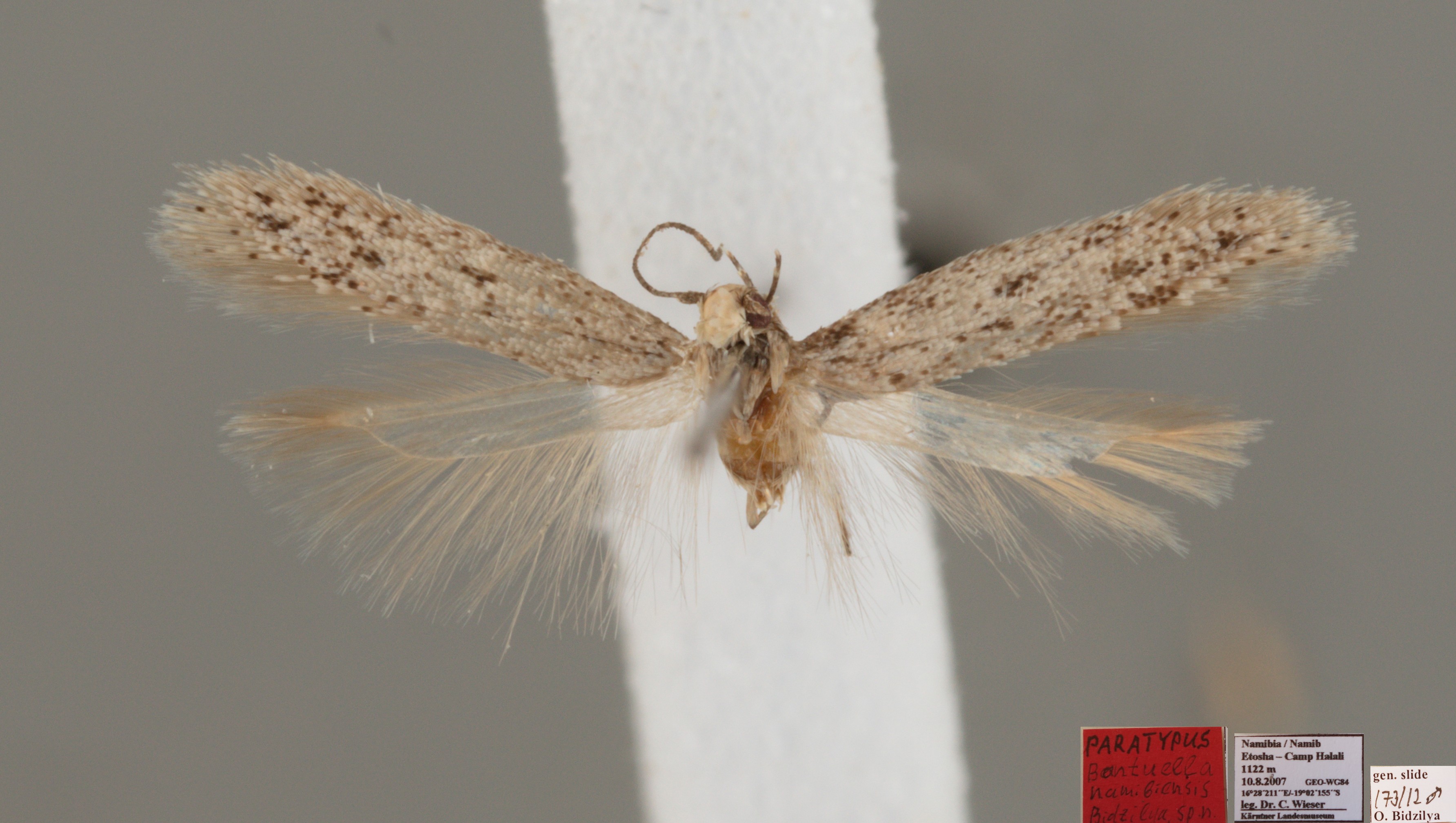 /filer/webapps/moths/media/images/N/namibiensis__Bantuella_MPT_KLMK.jpg