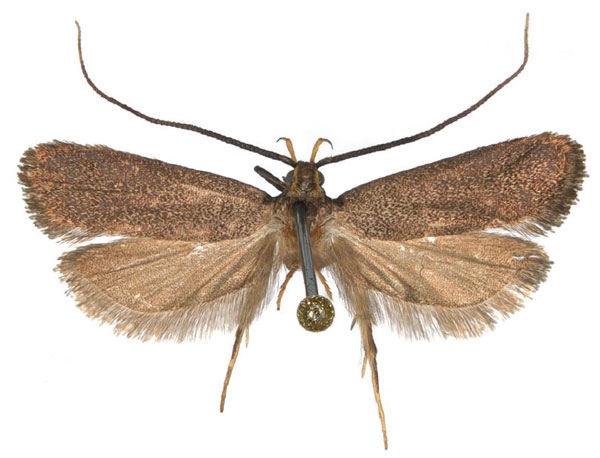 /filer/webapps/moths/media/images/N/namizimuensis_Lecithocera_AF_NHMO.jpg
