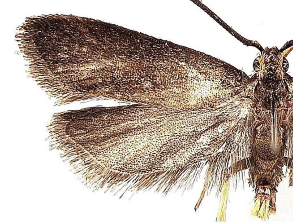 /filer/webapps/moths/media/images/N/namizimuensis_Lecithocera_HT_MGCL.jpg