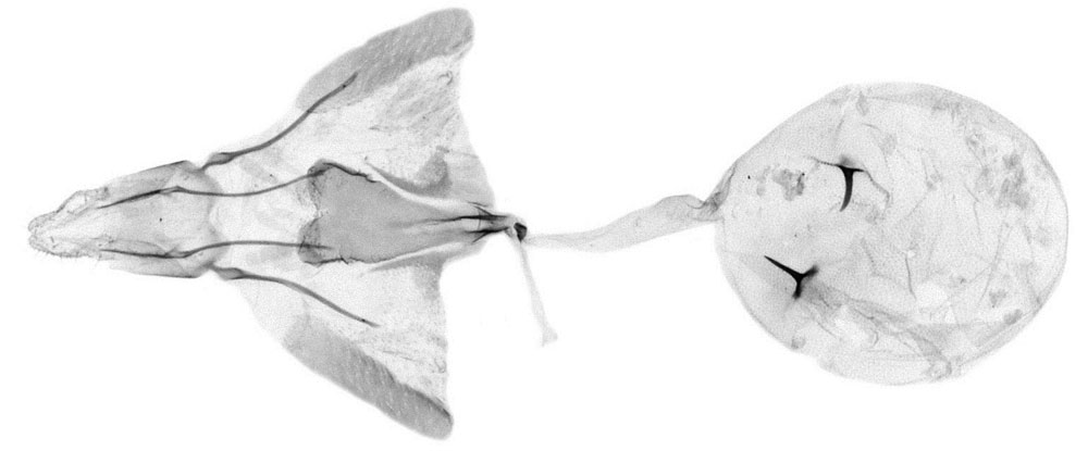 /filer/webapps/moths/media/images/N/namutomi_Fulcrifera_GFHT_Bassi_6376.jpg