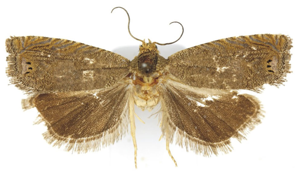 /filer/webapps/moths/media/images/N/namutomi_Fulcrifera_HT_Bassi.jpg