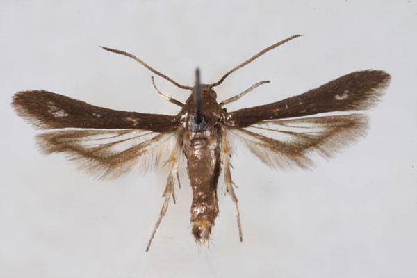 /filer/webapps/moths/media/images/N/nana_Microsesia_HT_TMSA.jpg