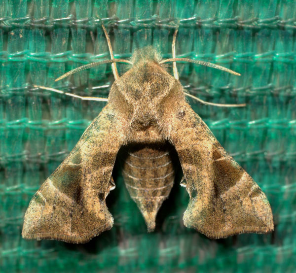 /filer/webapps/moths/media/images/N/nana_Sphingonaepiopsis_AF_Heyns_03.jpg