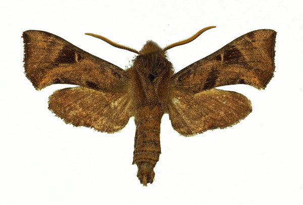 /filer/webapps/moths/media/images/N/nana_Sphingonaepiopsis_AM_Basquin_01.jpg