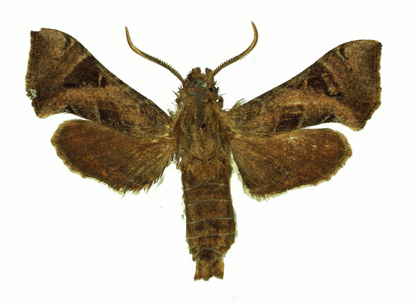 /filer/webapps/moths/media/images/N/nana_Sphingonaepiopsis_AM_Basquin_02.jpg