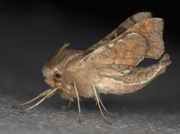 /filer/webapps/moths/media/images/N/nana_Sphingonaepiopsis_AM_Heyns_01.jpg