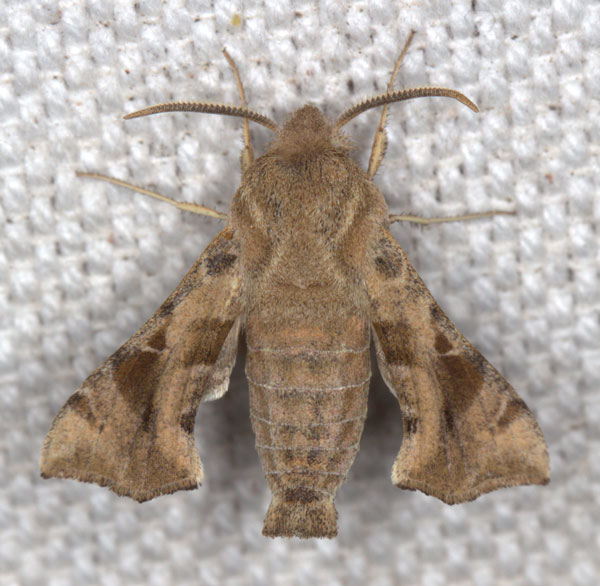 /filer/webapps/moths/media/images/N/nana_Sphingonaepiopsis_AM_Heyns_02.jpg