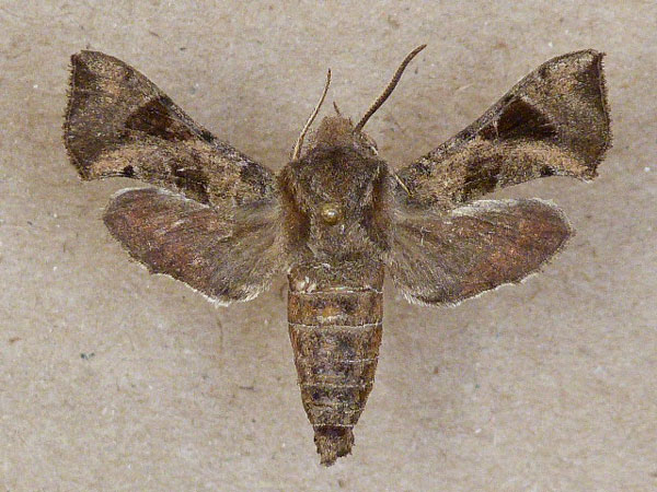 /filer/webapps/moths/media/images/N/nana_Sphingonaepiopsis_A_Butler.jpg