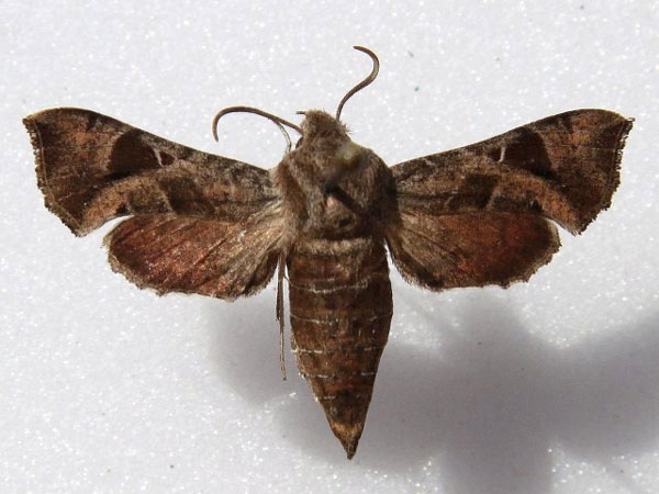 /filer/webapps/moths/media/images/N/nana_Sphingonaepiopsis_A_Goff_01.jpg